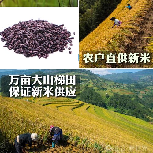云南墨江天然紫米血糯米包粽饭团寿司紫米露粗粮粥五谷杂粮2斤 - 图1
