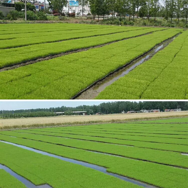 育苗基质水稻育秧基质有机营养土瓜果蔬菜种菜水稻家庭园艺有机肥 - 图1