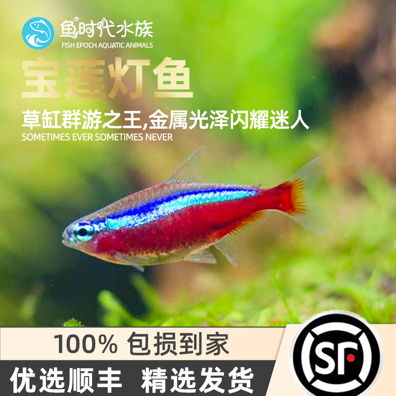 巴西宝莲灯鱼淡水草缸热带鱼水族小型大红绿灯科鱼观赏鱼群游活体