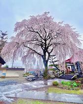 Patio villas resistant to cold large scenery Trees 8 Heavy red pituitary cherry Zhengzong Japanese imported cherry blossom trees north and south