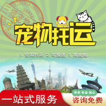 International Pet Consignment Service National Airlift Kitty Transport Pooch Charge D Affaires Tailwind sent to Guangzhou Hong Kong