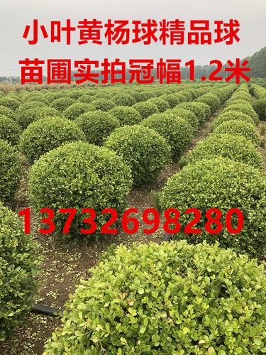 特大小叶黄杨球瓜子黄杨球黄杨球黄杨树球花箱栽植篱笆苗庭院绿化 - 图1