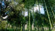 Ue4 unreal UE5 bamboo forest scene realistic bamboo straight bamboo 3D model environment material