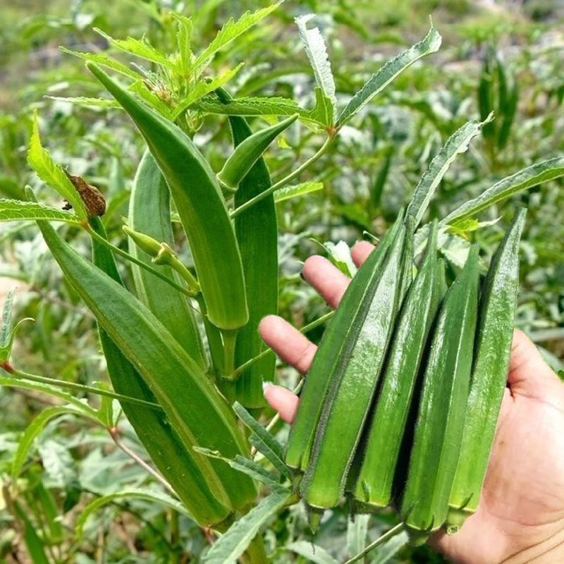 奶油秋葵种子黄秋葵种红秋葵种孑水果秋葵种籽蔬菜种子阳台 - 图1