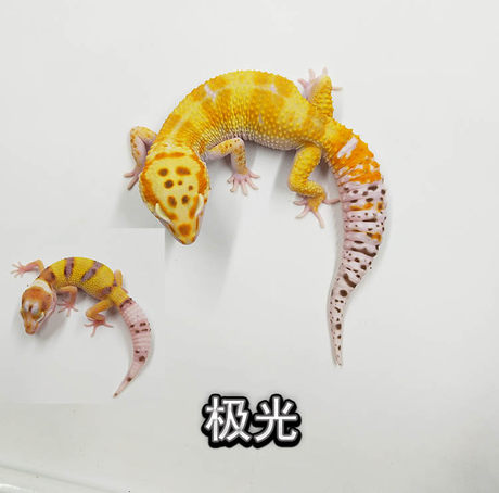 dehumidifier for leopard gecko