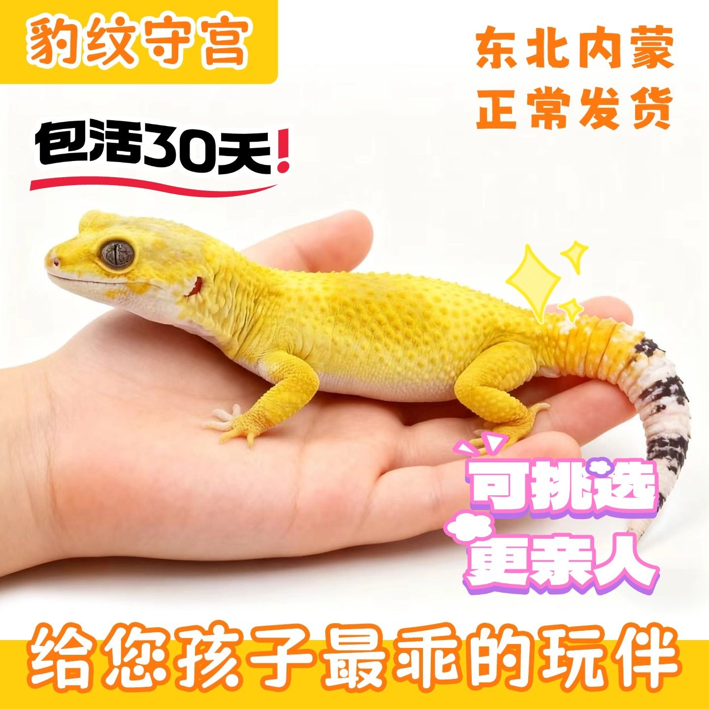 豹纹守宫新手入门懒人爬宠异宠物蜥蜴温顺可爱阳光萝卜柠檬霜白酒,淘宝优惠券,粉丝福利购,淘宝优惠卷
