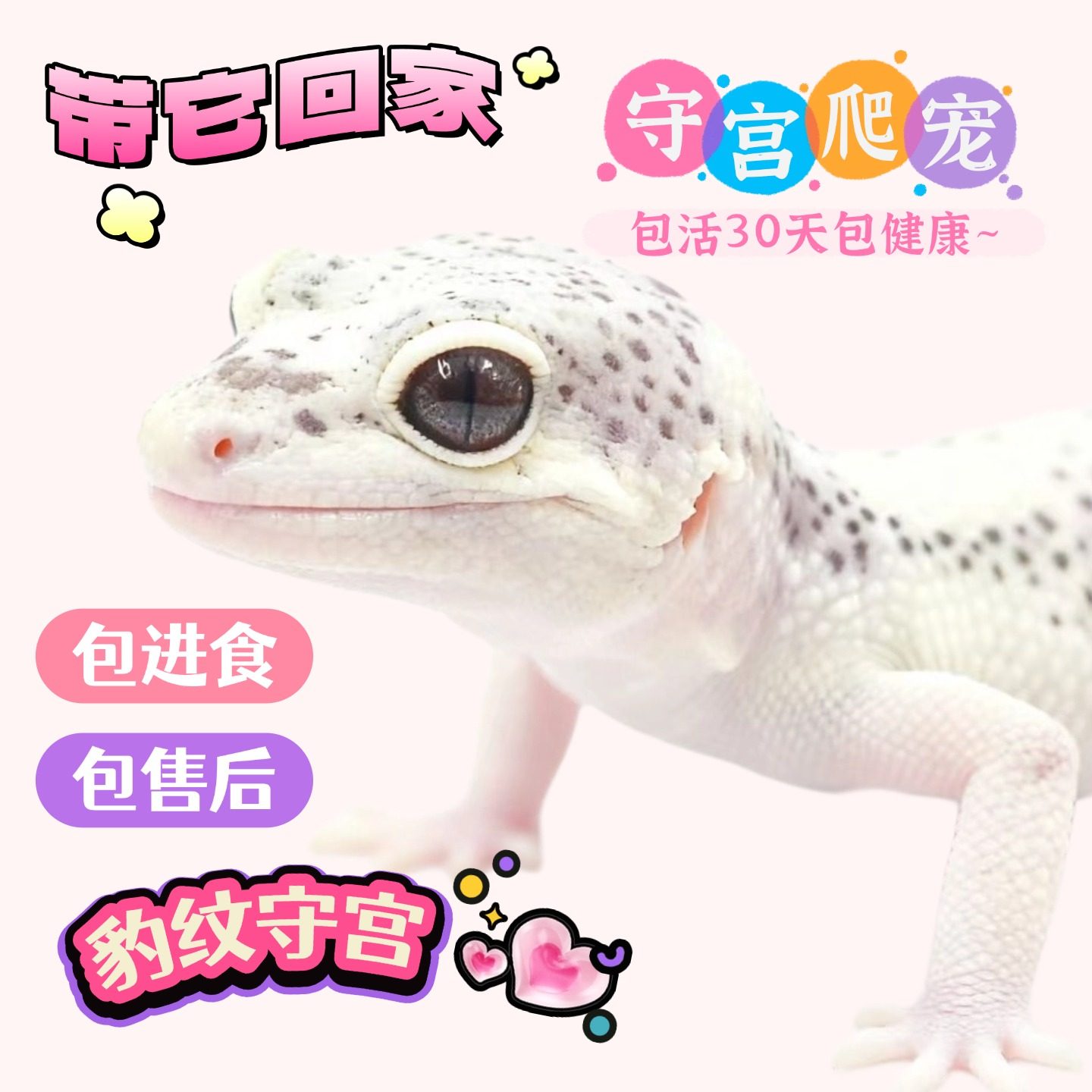 豹纹守宫新手入门懒人爬宠异宠物蜥蜴温顺可爱阳光萝卜柠檬霜白酒,淘宝优惠券,粉丝福利购,淘宝优惠卷