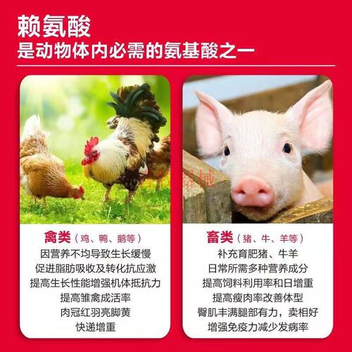 兽用梅花赖氨酸98.5%饲料添加剂猪鸡鸭牛羊催肥促长氨基酸 - 图1