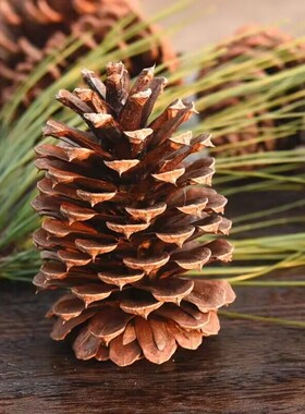 松果装饰松塔橡果干花手工diy