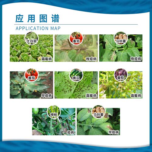 杜邦增威赢倍 31%噁酮·氟噻唑番茄葡萄霜霉病晚早疫病农药杀菌剂 - 图0