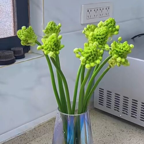 雀梅鲜切花天鹅绒圣心百合鲜花水培水养家庭室内插花耐养云南直发 - 图0