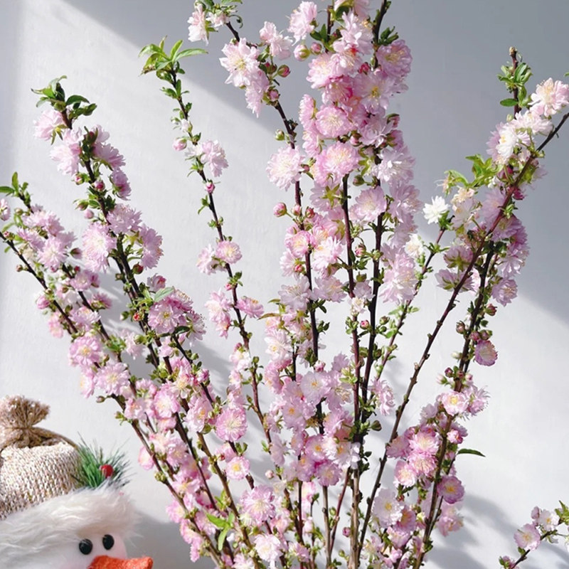 粉色珍珠李重瓣樱花鲜切水养水培花卉绿植客餐厅插花枝条昆明直发,淘宝优惠券,粉丝福利购,淘宝优惠卷