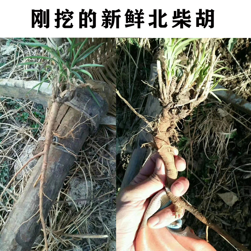 柴胡中药500g包邮北柴胡中药材中草药北柴胡根经方柴胡,淘宝优惠券,粉丝福利购,淘宝优惠卷