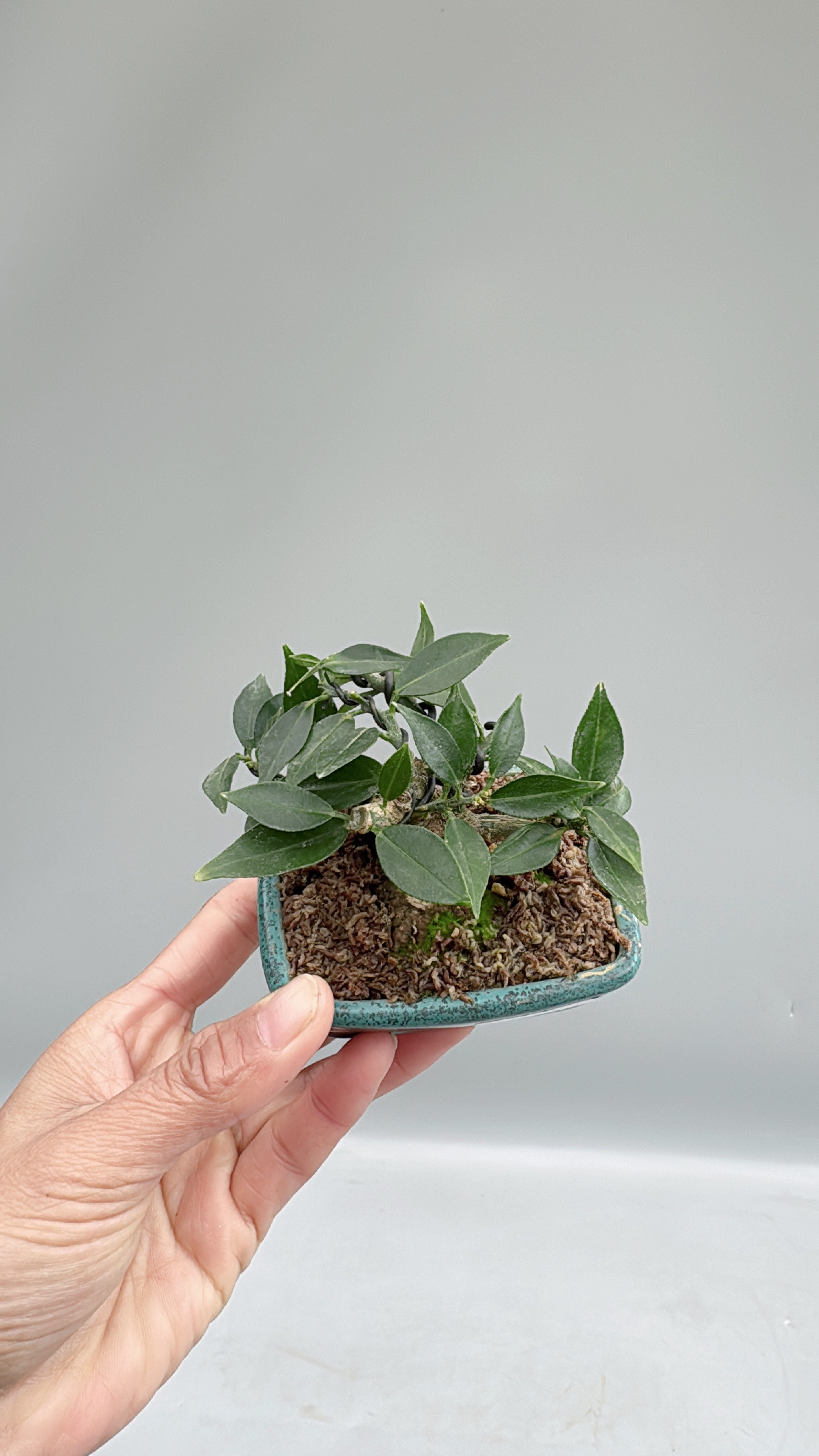 禅意日本八房柑原生微型盆景盆栽实物造型好养室内客厅茶台绿植,淘宝优惠券,粉丝福利购,淘宝优惠卷