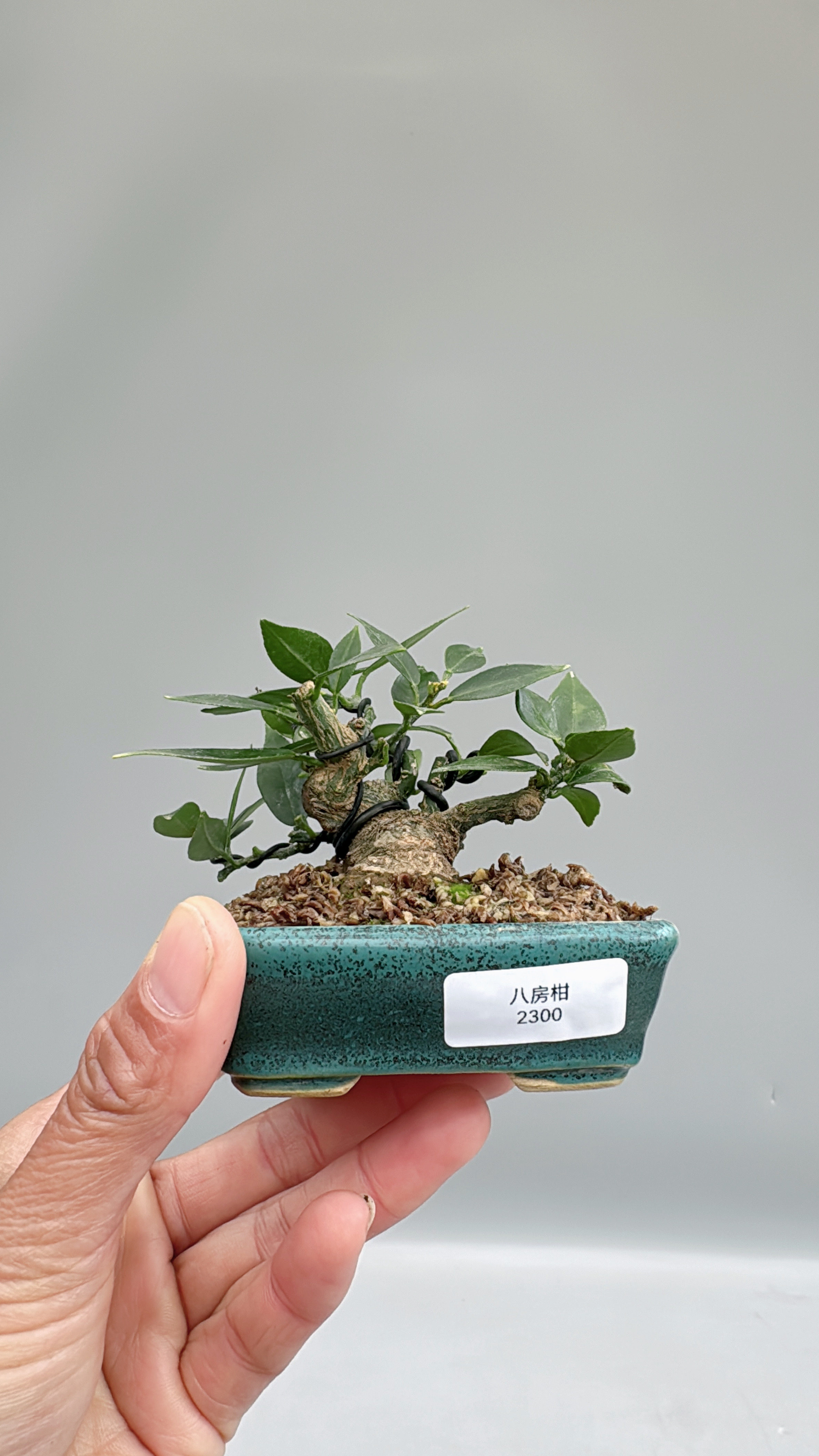 禅意日本八房柑原生微型盆景盆栽实物造型好养室内客厅茶台绿植,淘宝优惠券,粉丝福利购,淘宝优惠卷