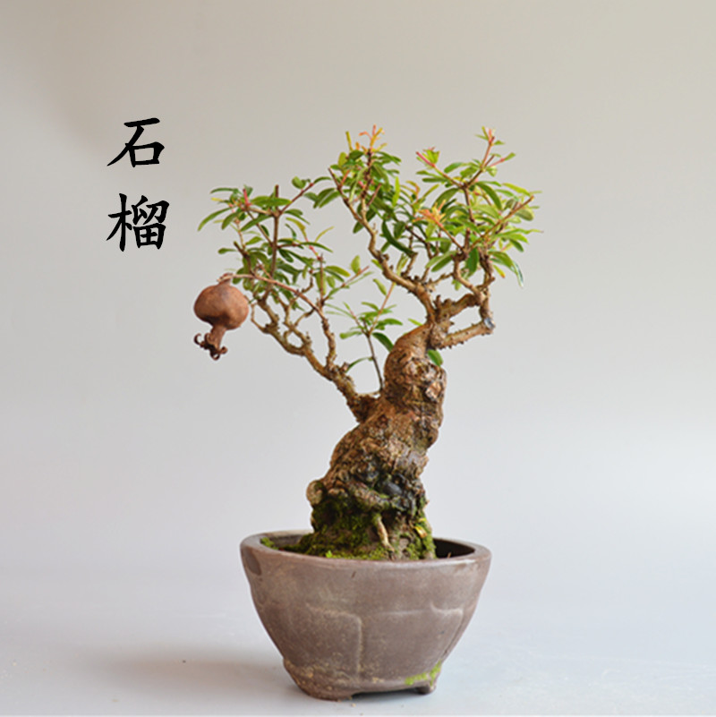 石榴微型盆景矮霸老桩日本小叶红花白花精品籽播造型开花结果原生,淘宝优惠券,粉丝福利购,淘宝优惠卷