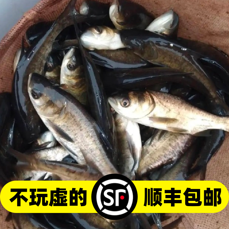 花鲢鱼苗淡水养殖食用大头鱼苗鲢鳙胖头鱼鲜活冷水鱼大头雄鱼鱼苗 - 图0