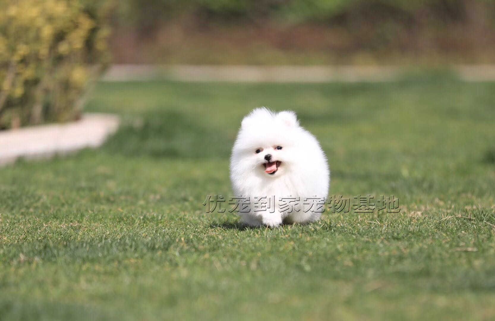 深圳出售高品质纯种博美犬幼犬详情请咨询客服观看视频挑选了解-图2