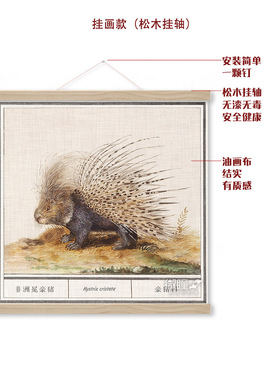 非洲冕豪猪装饰画自然生物学海报野生动物复古绘画学校科普挂画