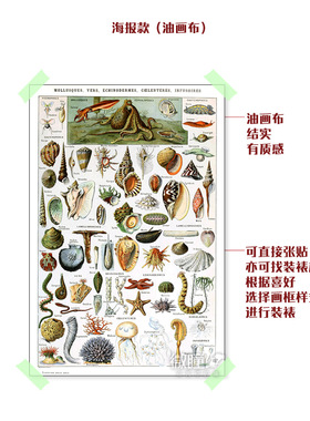 复古海洋生物学装饰画软体动物棘皮动物腔肠动物挂画贝壳海星海报