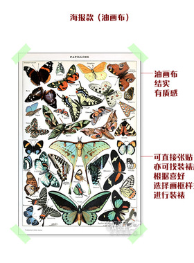 蝴蝶装饰画复古自然科学挂画生物学各种各样的蝴蝶种类科普画海报