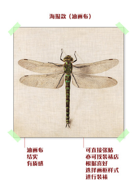 大蜻蜓装饰画自然生物学海报昆虫复古绘画学校教室科普艺术挂画
