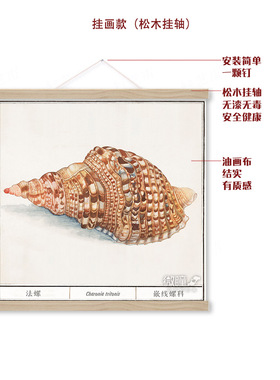 大法螺装饰画自然生物学海报海洋贝类海螺复古绘画学校科普挂画