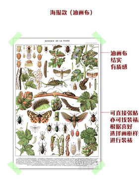 复古自然科普生物学装饰画葡萄酒庄园病虫害识别图表挂画艺术海报