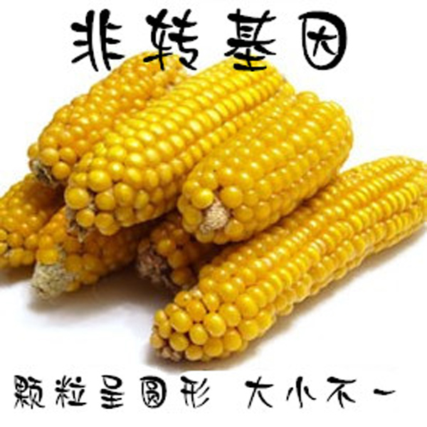 农家老品种蔬菜种子可留种四季小青菜籽各种蔬菜孑香菜黄瓜茄子种 - 图1