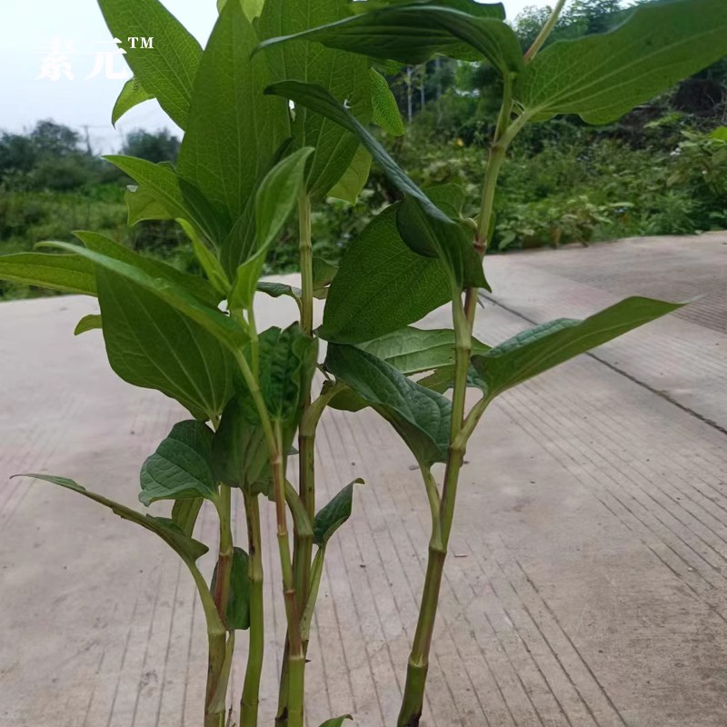 新鲜现挖三白草 天性草中药材白莲藕根塘边藕白花莲水木通根 包邮 - 图0