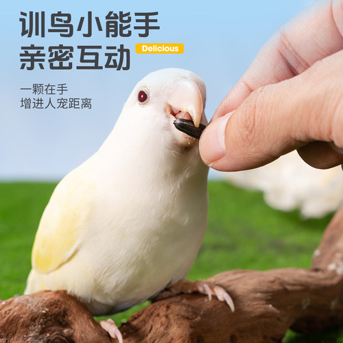 凯拉美油葵小瓜子零食黑珍珠瓜籽虎皮牡丹玄凤鹦鹉鸟粮鸟食非饲料 - 图3