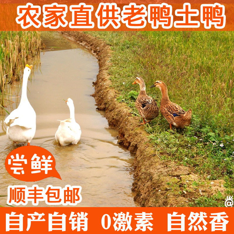 顺丰包邮 正宗3年皖南放养溪水河鸭 农家散养老鸭现杀整只,淘宝优惠券,粉丝福利购,淘宝优惠卷