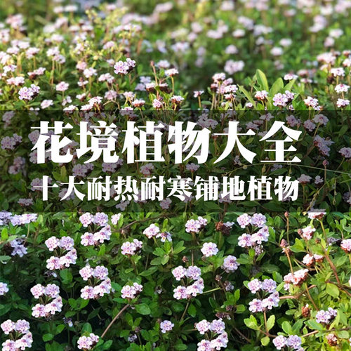 花园地被植物耐热耐寒矮生匍匐过路黄佛甲草姬岩垂草筋骨草喜阴晒 - 图2