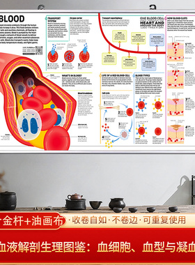 血液解剖生理图鉴图解生物学挂画科研用思维导图高清免打孔装饰画