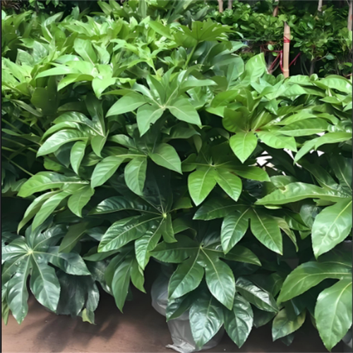 八角金盘盆栽地被植物庭院花园阳台耐寒耐热四季绿植易养护美观 - 图0