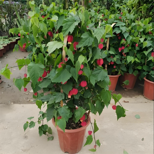 藤本爬藤植物盆栽蔓性风铃花灯笼花苗室内外庭院花卉绿植四季开花 - 图2