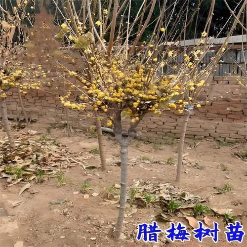 腊梅花树苗庭院耐寒棒棒糖形树丛生腊梅苗地栽盆栽浓香型 - 图2