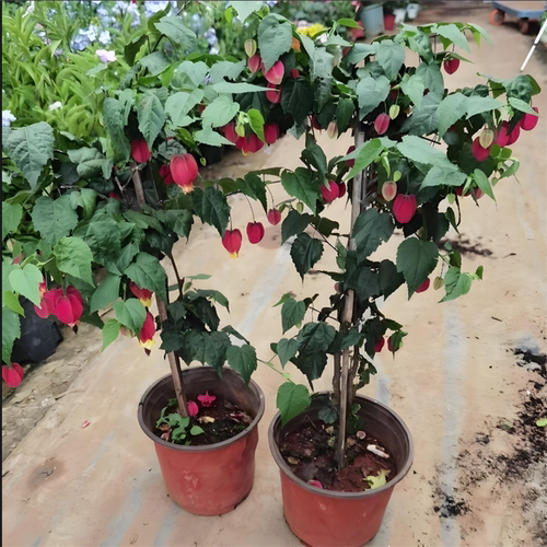 藤本爬藤植物盆栽蔓性风铃花灯笼花苗室内外庭院花卉绿植四季开花 - 图1