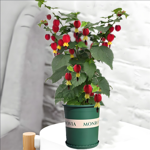 藤本爬藤植物盆栽蔓性风铃花灯笼花苗室内外庭院花卉绿植四季开花 - 图3