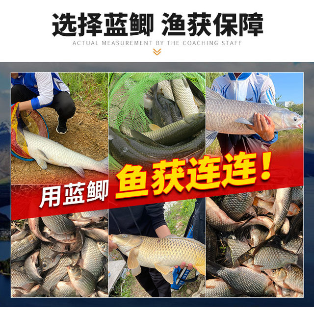 Dragon King Hates Fishing Bait Blue Crucian Carp X5 Crucian Carp Bait