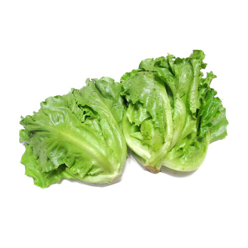 老一特卖 沙拉本地生菜新鲜意大利生菜莴苣叶生菜 500克 - 图0