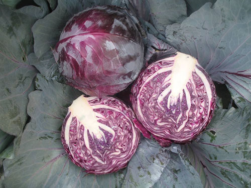 老一特卖 新鲜紫甘蓝2500克 球生菜 橄榄 紫包球生菜 沙拉菜 - 图2
