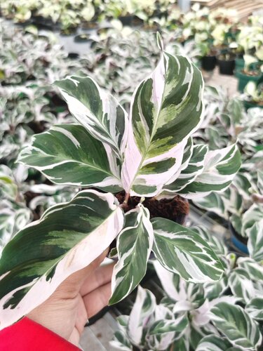 【77花卉】荷兰白油画 竹芋 进口原盆多苗 我只是懒得做详情页 - 图2