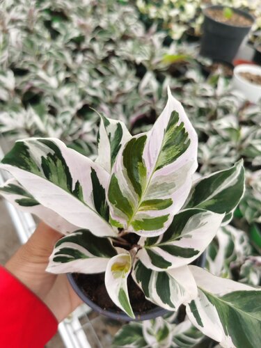 【77花卉】荷兰白油画 竹芋 进口原盆多苗 我只是懒得做详情页 - 图1