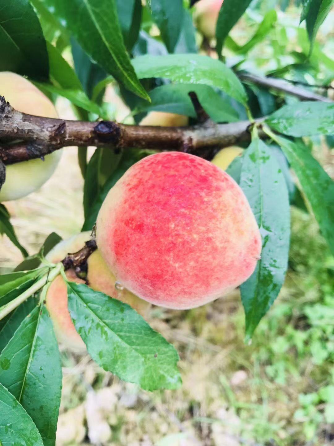 穆阳水蜜桃特大果闽东特产10斤装 - 图0