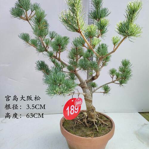 宫岛大阪松素材短针五针松盆景素材四季常青观叶花卉盆栽耐寒植物 - 图0