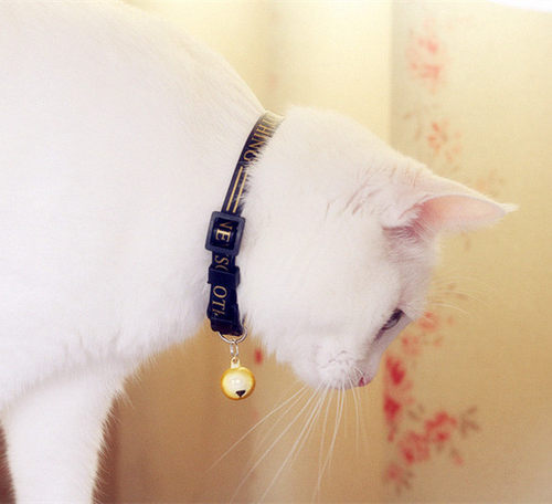包邮宠物猫咪狗狗皮项圈铃铛项链泰迪猫猫兔子泰迪颈链宠物饰品 - 图2