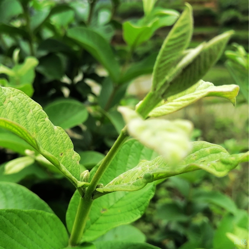 野生番石榴嫩芽新鲜芭乐叶茶番石榴叶茶番石榴果片茶无糖养生茶 - 图1