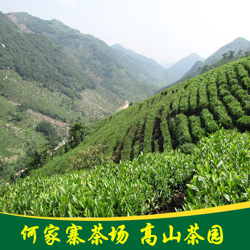 信阳红茶2026新茶明前特级嫩芽散装茶叶浓香型红茶蜜香型春茶250g - 图3