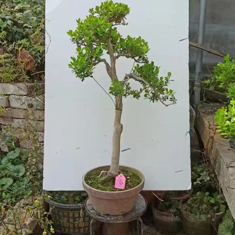 瓜子黄杨盆景造型树桩老桩盆栽植物文人原生白皮四季常青一物一拍,淘宝优惠券,粉丝福利购,淘宝优惠卷